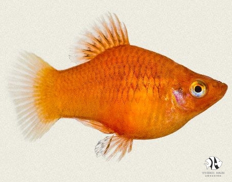 Platy Red Gold