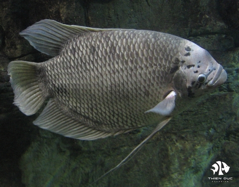 Gourami Giant Black