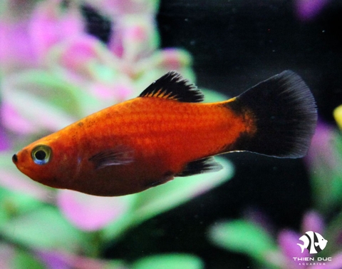 Platy Red Wg