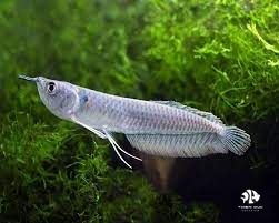 Silver Arowana