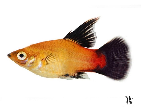 Platy Apple Tricolor Hi Fin