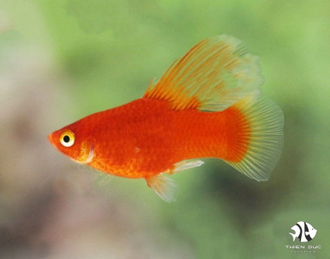 Platy Red Gold Hi Fin
