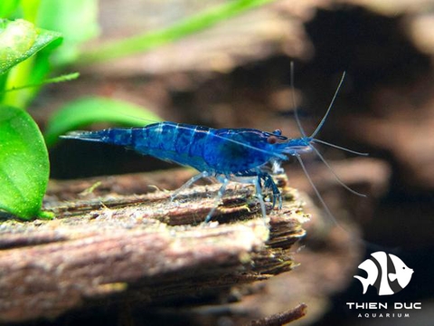 Dreamblue Shrimp