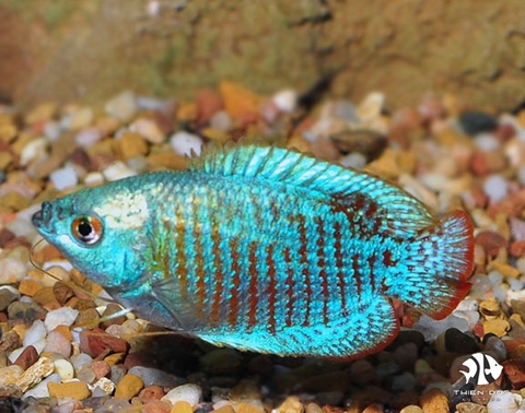 Blue Neon Gourami Pairs