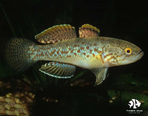 Barred Gudgeon