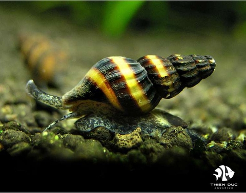 Helena Snail