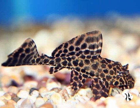 Pleco Marble Sailfin