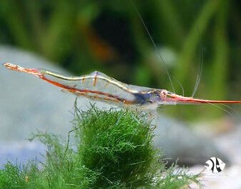 Red Rumy Nose Shrimp