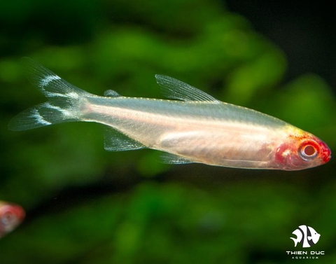 Albino Rummynose Tetra