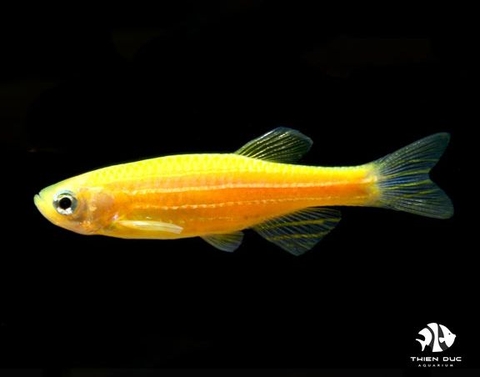 Orange Danio