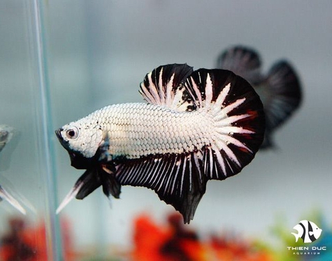 Betta Dragon Black