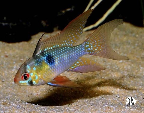 German Ram Longfin