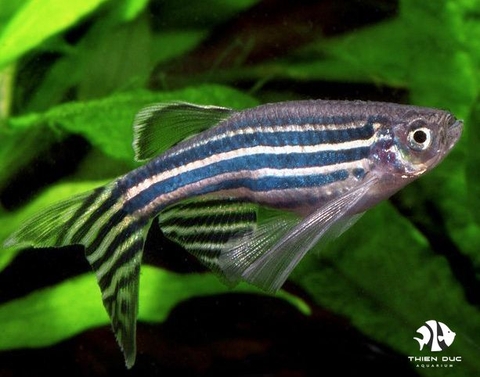 Zebra Danio Longfin