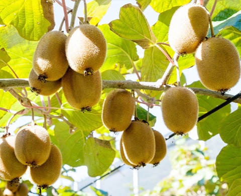 Chiết xuất từ Trái Kiwi