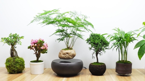 TOP CÁC LOẠI CÂY PHONG THỦY TRONG VĂN PHÒNG PHÁT TÀI – PHÁT LỘC