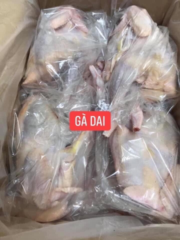 Gà dai (親鳥)