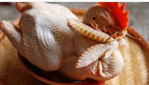 gà trống ri lễ dài ngày