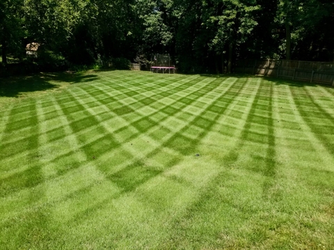 10 chiến lược kiểm soát sâu bọ hiệu quả nhất cho sân golf