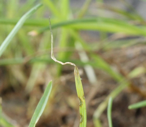 Triệu chứng của bệnh đốm lá xám