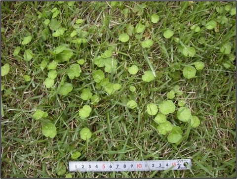 Cỏ Ochidome trên sân golf