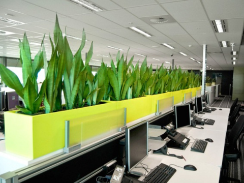 5 lợi ích lớn nhất của việc thiết kế cây xanh trong văn phòng làm việc