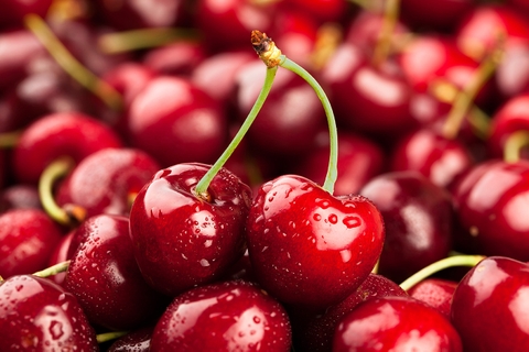 Cherry Úc – mùa vụ và những điều có thể bạn chưa biết