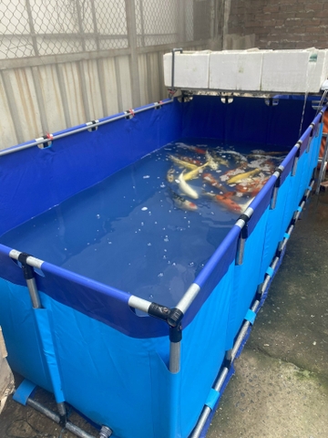 Các mẫu bể nuôi dưỡng cá koi không ngăn lọc khung ống phi 27, bạt dày 0.55mm
