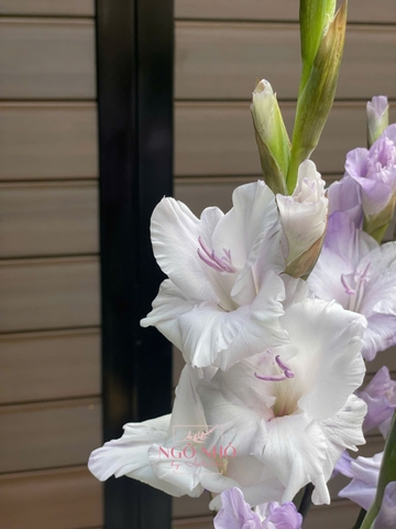 Hoa Lẻ Lay Ơn Tím Nhạt (TQ)