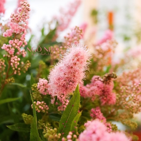 (Hoa Lẻ) Hoa Trân Châu Hồng Nhập Khẩu