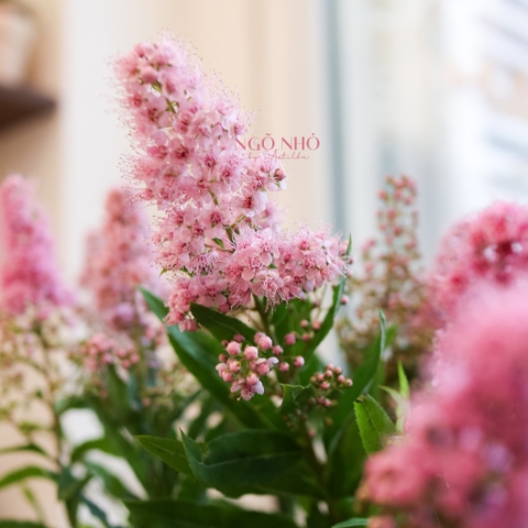 (Hoa Lẻ) Hoa Trân Châu Hồng Nhập Khẩu