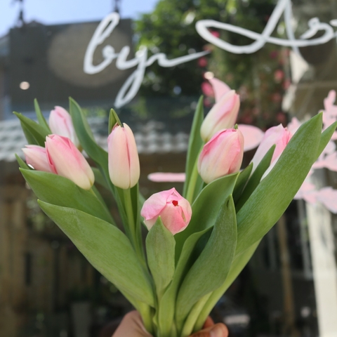 (Hoa Lẻ) Hoa Tulip Hồng Nhạt Nhập Khẩu