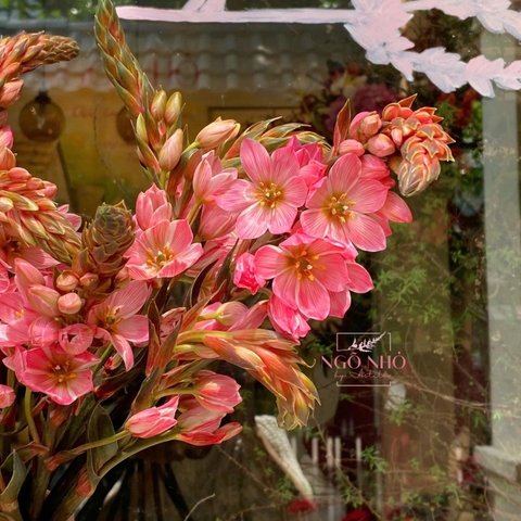 Thiên nga hồng (Hà Lan)