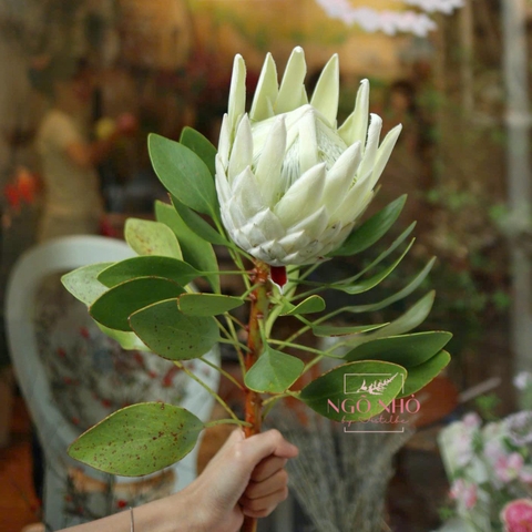Thảo đường hoàng đế trắng (Nam Phi)