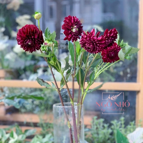 Thược dược đen