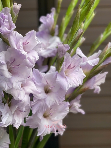 Hoa Lẻ Lay Ơn Tím Nhạt (TQ)