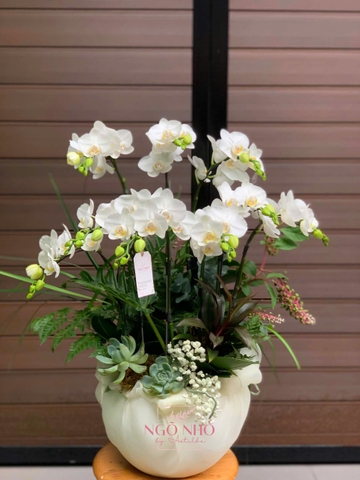Chậu Lan Hồ Điệp Trắng Mini