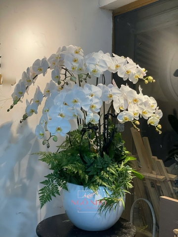 Chậu Lan Trắng Lớn