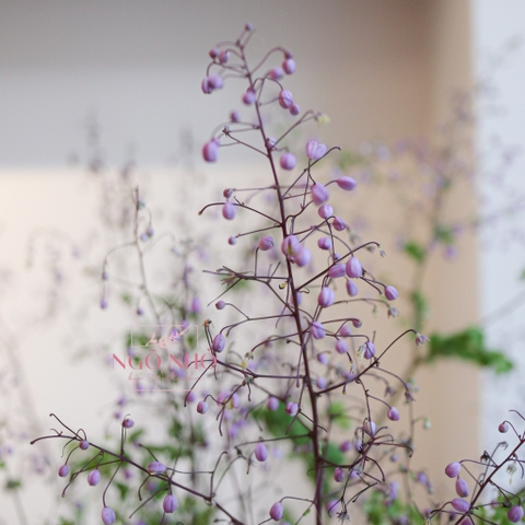 (Hoa Lẻ) Hoa Hoàng Liên Tím Nhập Khẩu