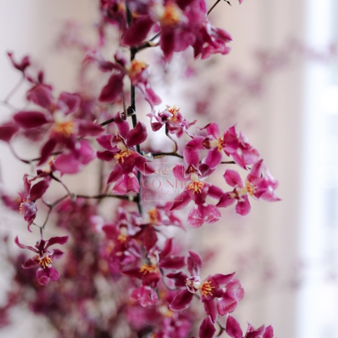 (Hoa Lẻ) Hoa Lan Vũ Nữ Velvet Maroon VN