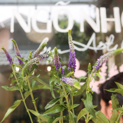 (Hoa Lẻ) Hoa Veronica Tím Nhập Khẩu