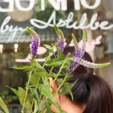 (Hoa Lẻ) Hoa Veronica Tím Nhập Khẩu