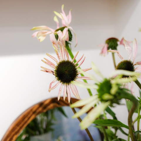 (Hoa Lẻ) Hoa Cúc Cầu Vồng Nhập Khẩu