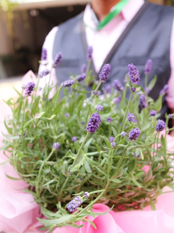 Chậu Hoa Lavender Đà Lạt | Lavender Thơm Chịu Nhiệt