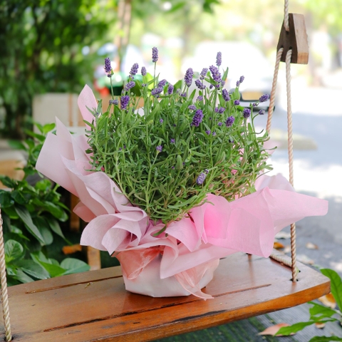 Chậu Hoa Lavender Đà Lạt | Lavender Thơm Chịu Nhiệt