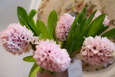 SET hoa thả bình 008 - Dạ Hương