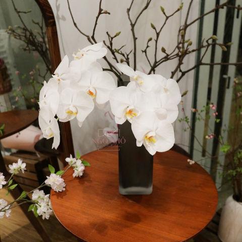(Hoa Lẻ) Lan Hồ Điệp Trắng Apollo Cắt Cành