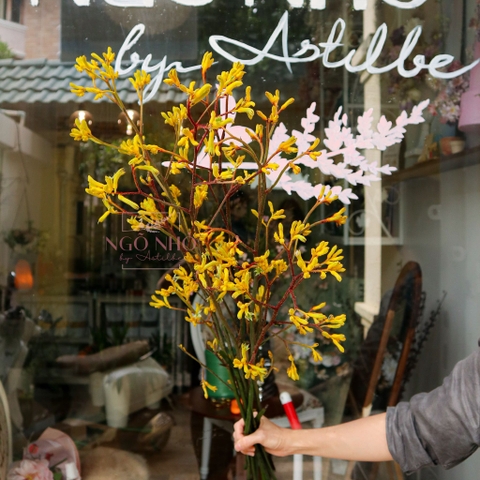 (Hoa Lẻ) Cành Sừng Hươu Nhập Khẩu