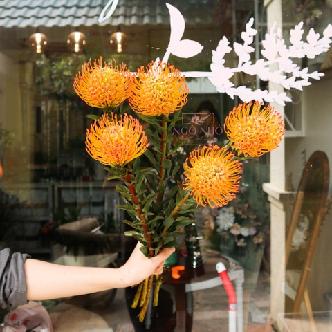 (Hoa Lẻ) Thảo Đường San Hô Nhập Khẩu