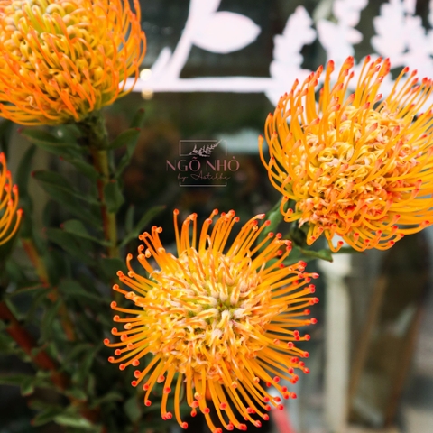 (Hoa Lẻ) Thảo Đường San Hô Nhập Khẩu