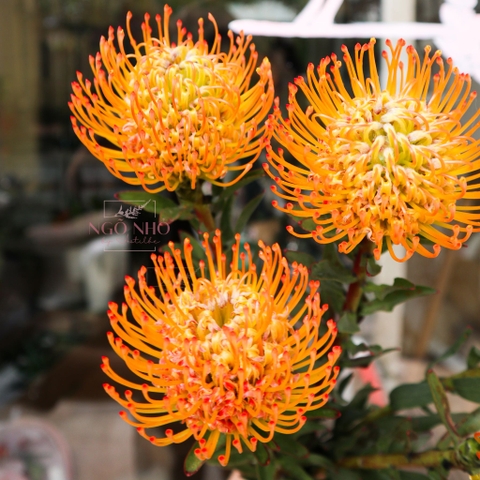 (Hoa Lẻ) Thảo Đường San Hô Nhập Khẩu